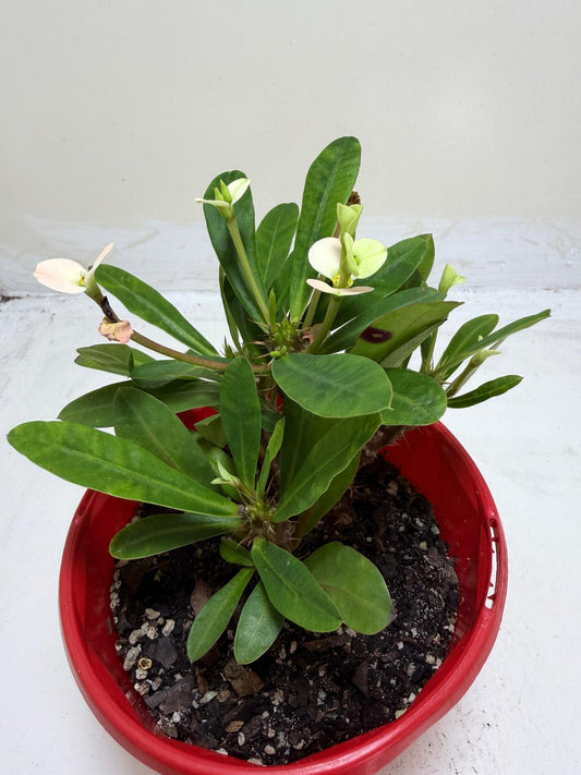Euphorbia Milli white 3 in one #203