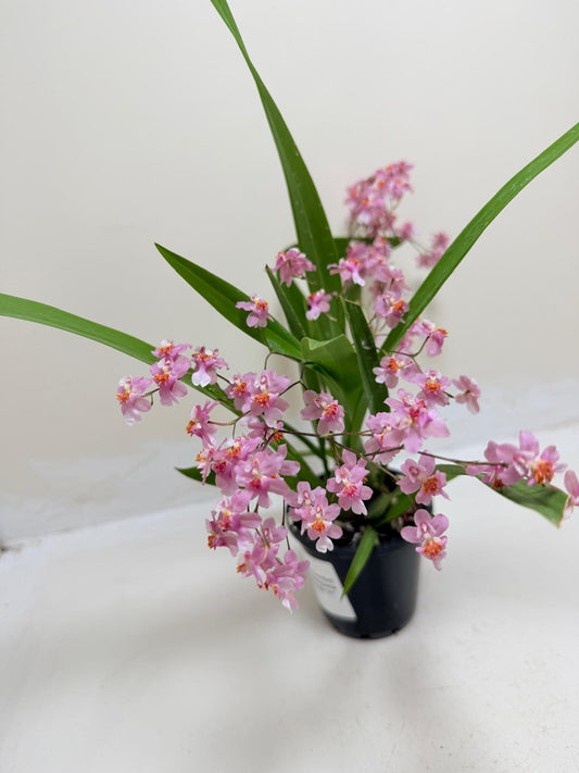 Oncidium Twinkle Tsiku Marguerite Chain-Tzy ‘Dragon #1