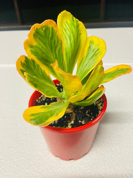 Euphorbia Poissonii Variegated 130mm