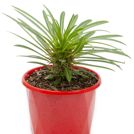 Pachypodium Lamerei- White Flower