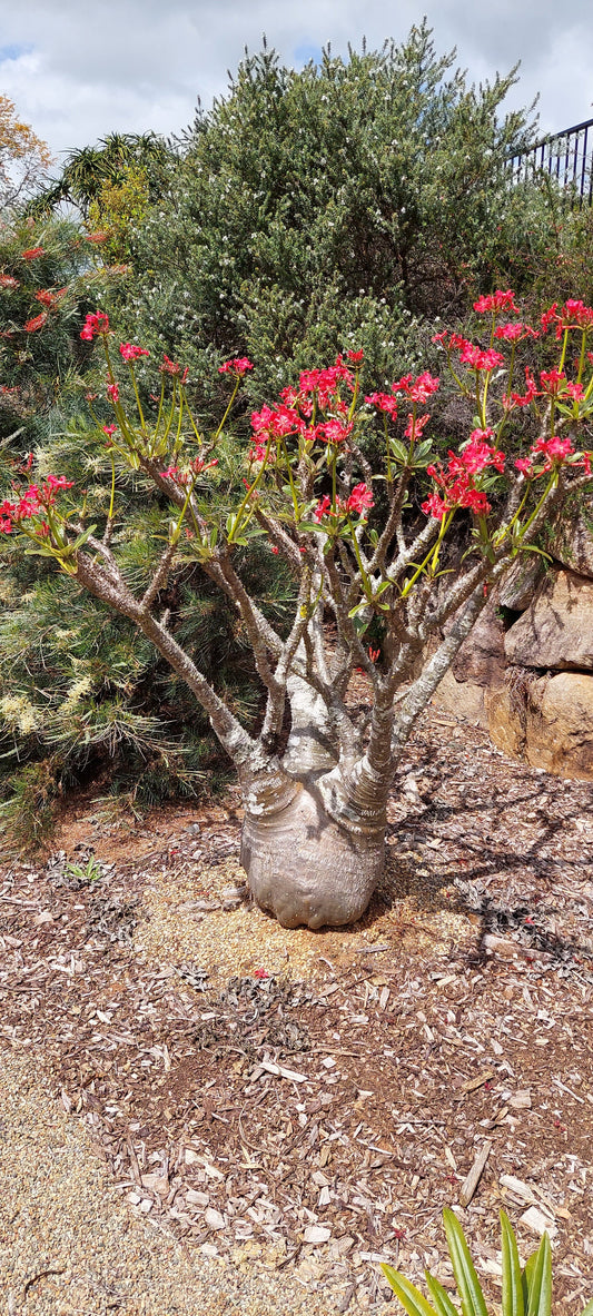 Pachypodium Baronii- Red Flower