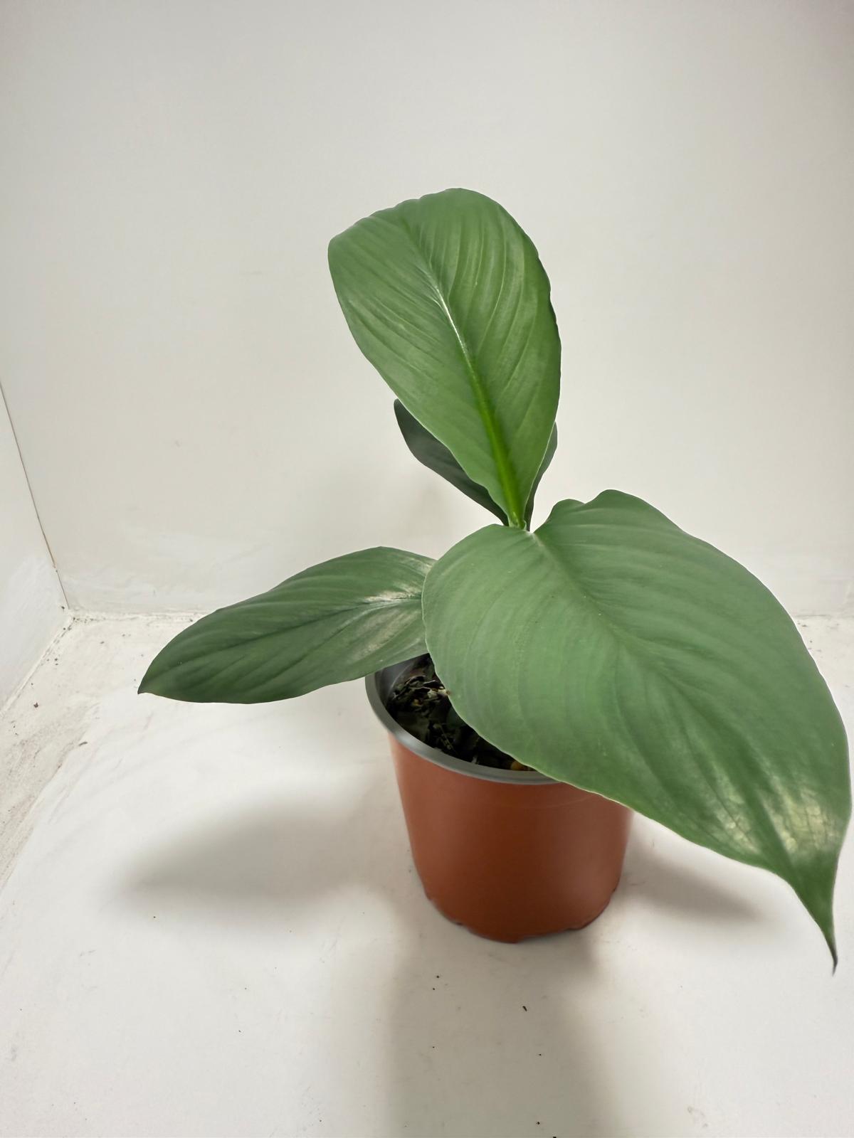 Peace Lily 'Green Bat' 130mm - Premium Indoor Plant Australia