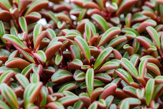 Peperomia Graveolens (Ruby Glow or Ruby Peperomia) 130mm