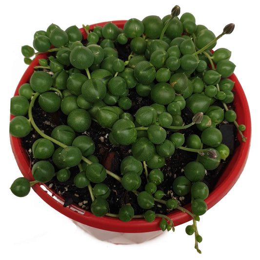 Senecio - Perla Grande 130mm