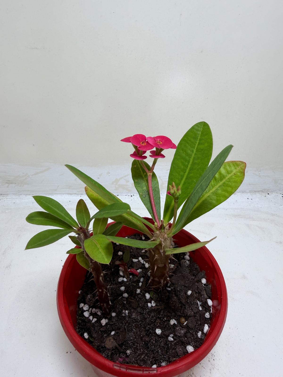 Euphorbia Milli Pink two in one #218