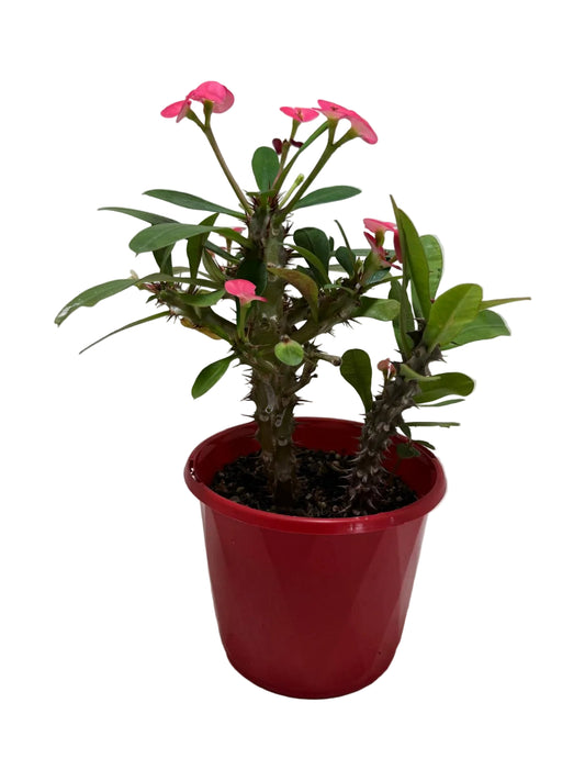 Euphorbia Milli Pink two in one #219