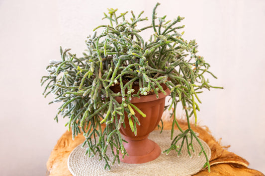Rhipsalis Hatiora