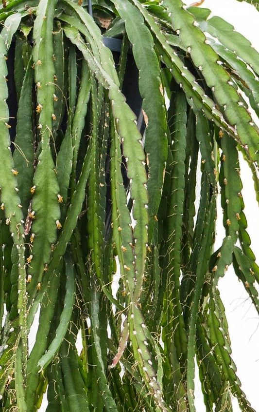 Rhipsalis Lepismium Cruciforme Spiralis-Corkscrew Cactus with Twisting Stems