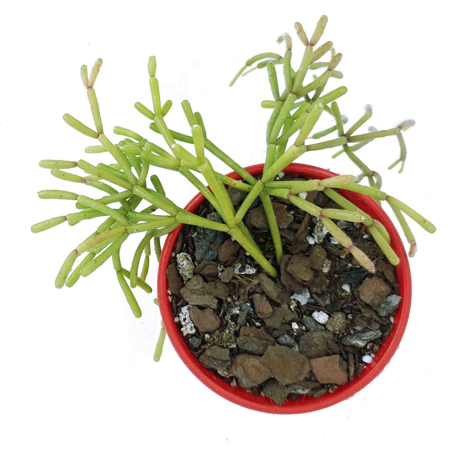 Rhipsalis Floccosa - Mistletoe Cactus for Sale Australia