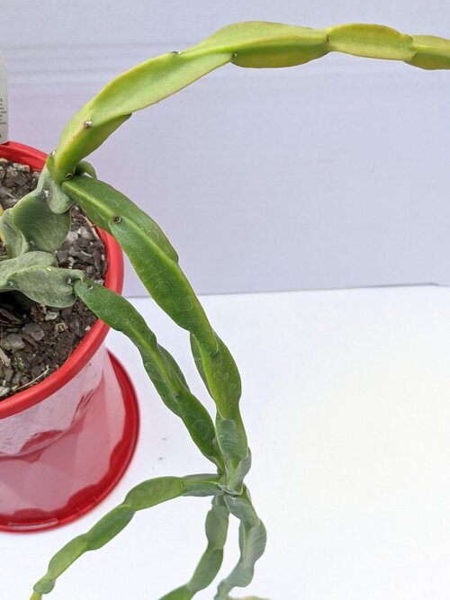 Rhipsalis Paradoxa 130mm - Hanging Epiphytic Cactus