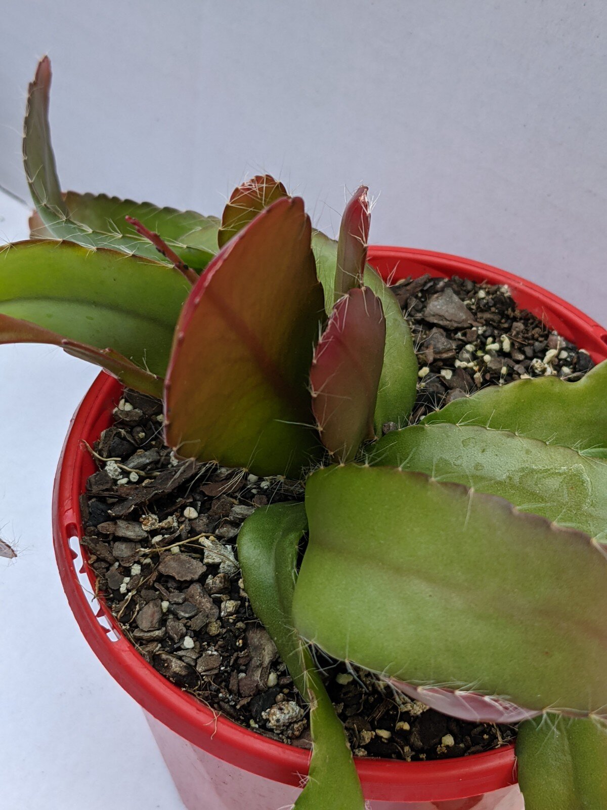 Rhipsalis Ramulosa Red Coral