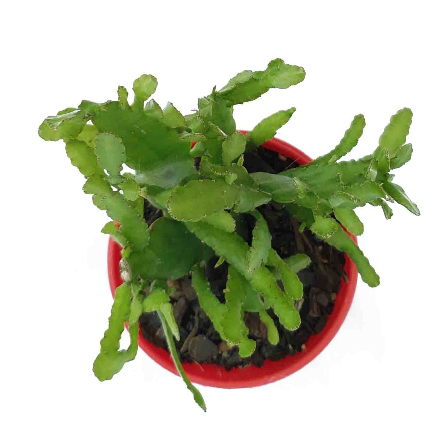 Rhipsalis Bits n Pieces