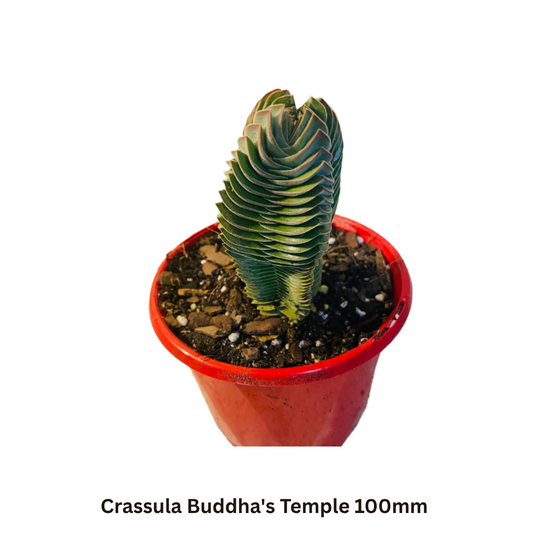 Rare Gems Buster Pack