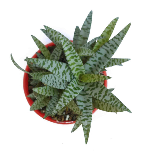 Scilla Violacea 130mm