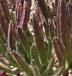 black bells succulent Buy Stapelia leendertziae 'Black Bells'