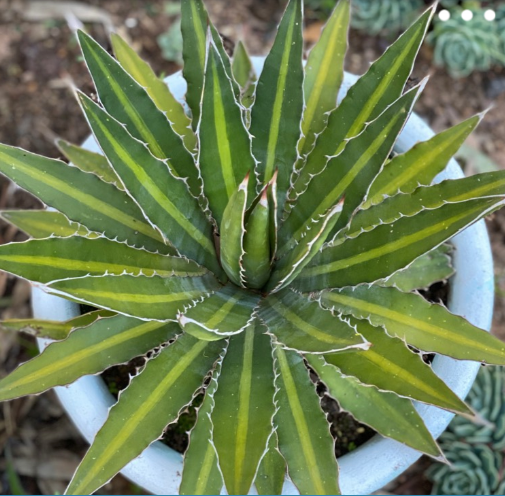 Agave Splendida 130mm