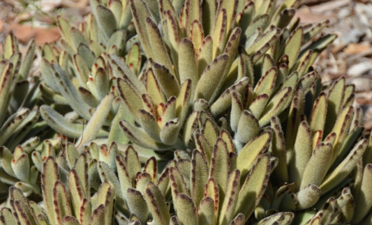 Kalanchoe Tomentosa Golden Girl