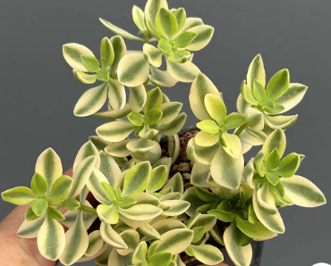 variegated succulents australia Buy Crassula volkensii Variegated