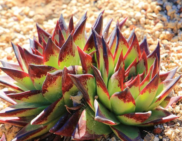 black tipped succulent Buy Echeveria Ebony