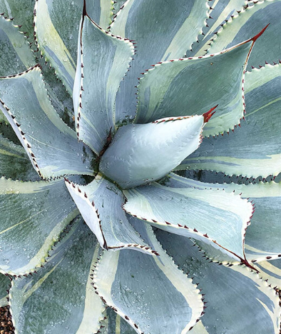 Agave 'Dorado'
