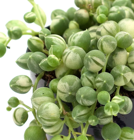 Senecio String of Pearls Variegated