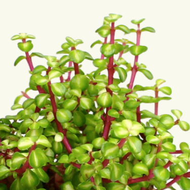 buy portulacaria afra australia Buy Portulacaria Jade