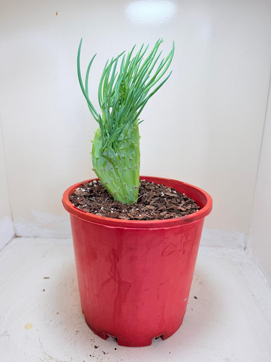 Senecio Talinoides Mermaids Tail #402