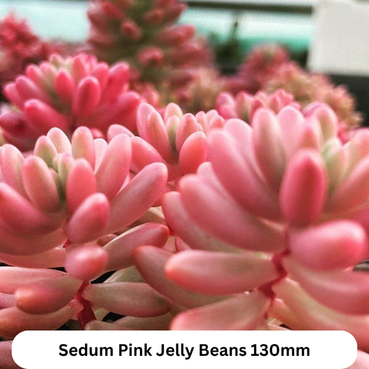 Top Picks Buster Pack