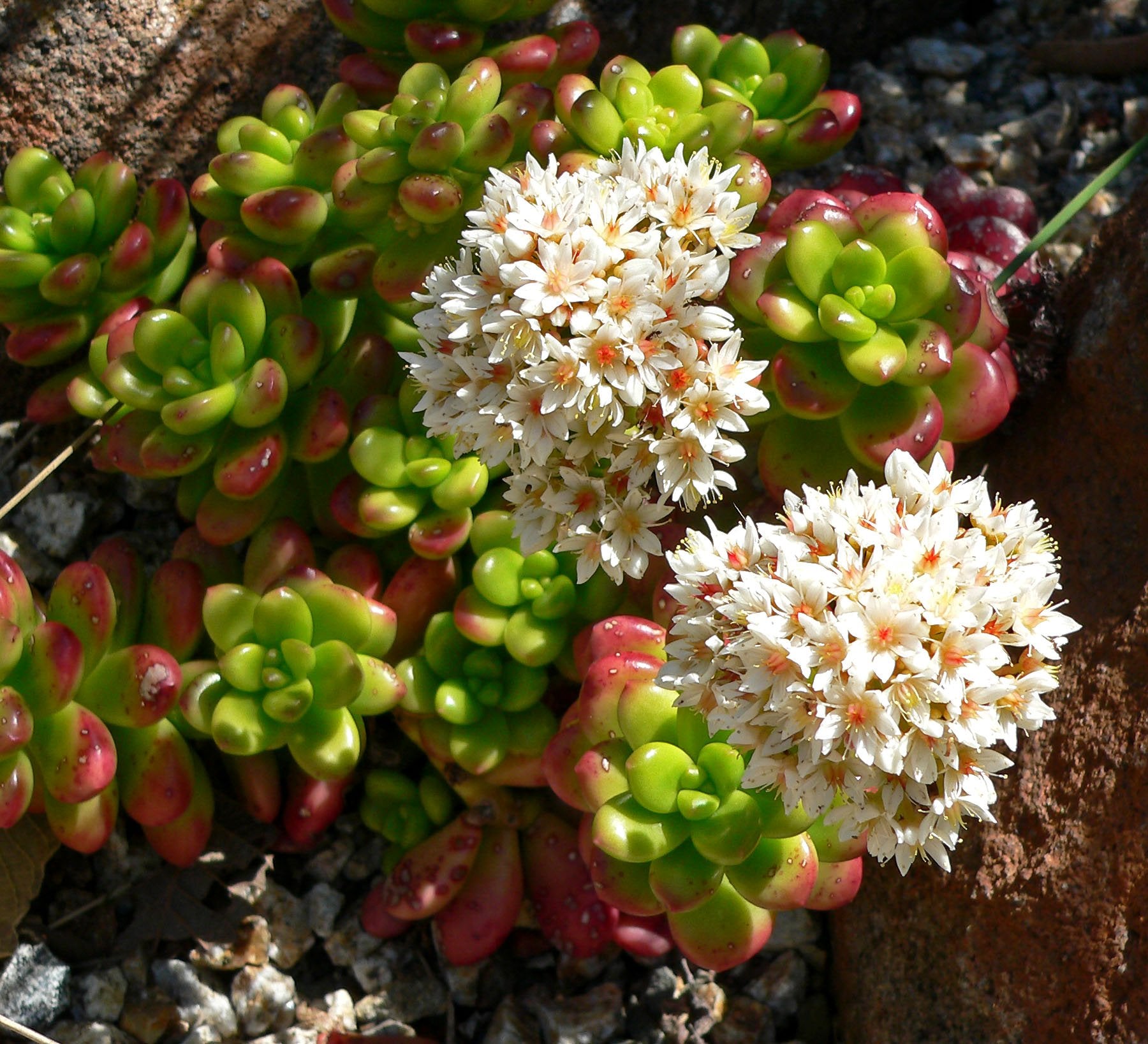 jelly bean succulent flowers Buy Sedum Lucidium Giant Jelly Bean in Australia online
