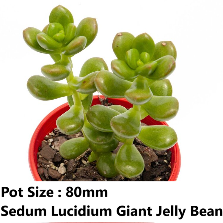 Sedum Buster Pack