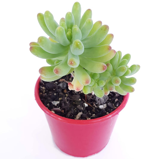 Sedum Pachyphyllum Silver Jelly Bean