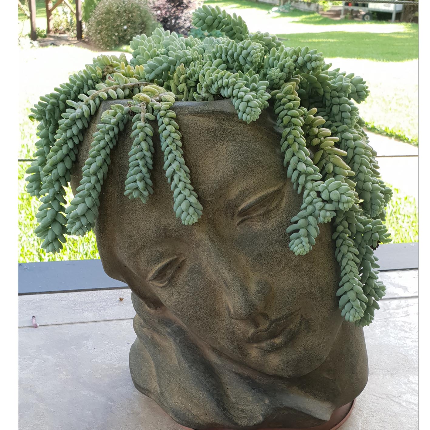 sedum burrito donkey's tail succulent Sedum Burrito