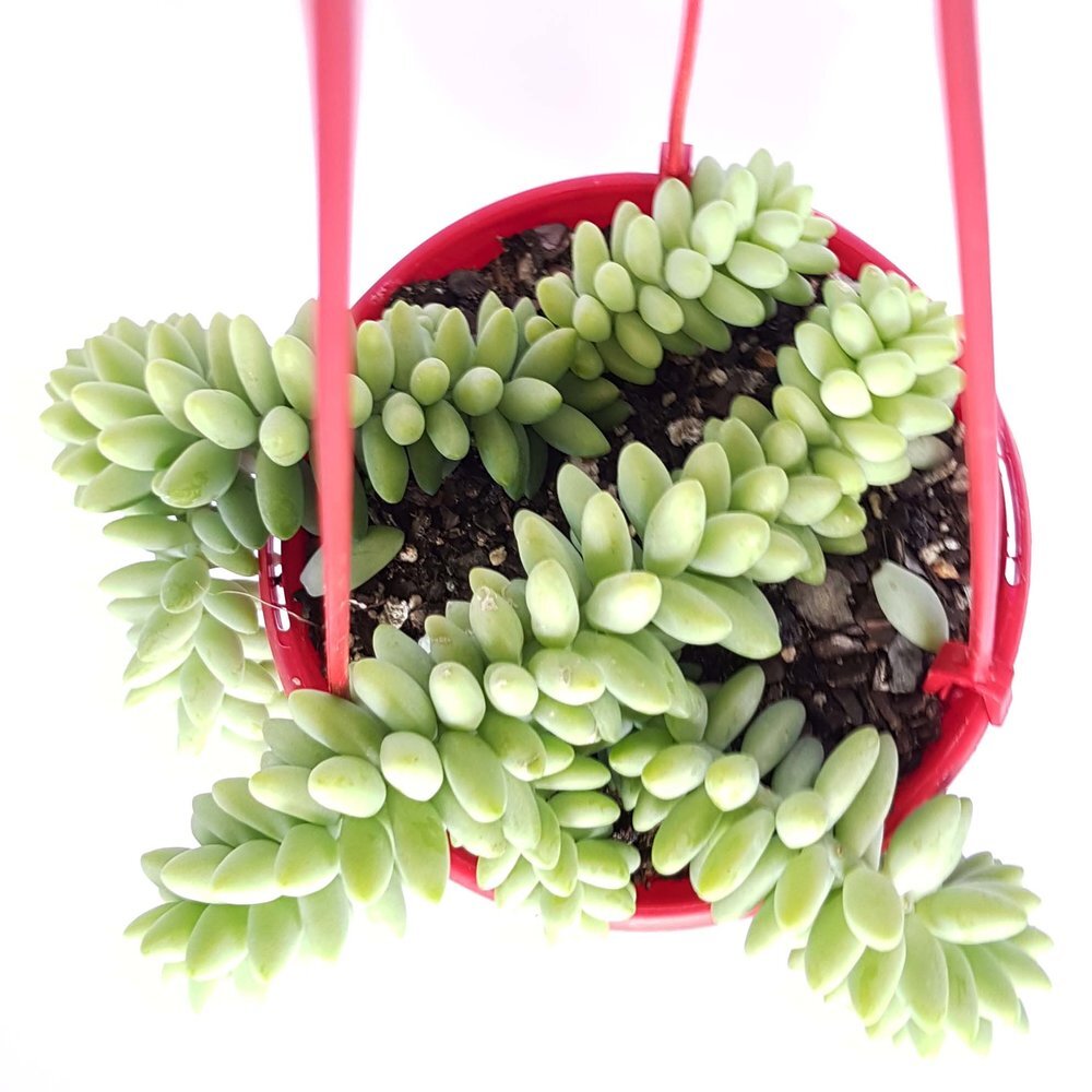 Sedum Burrito