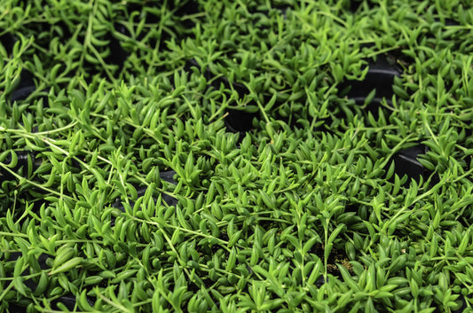 Senecio - String of Beans