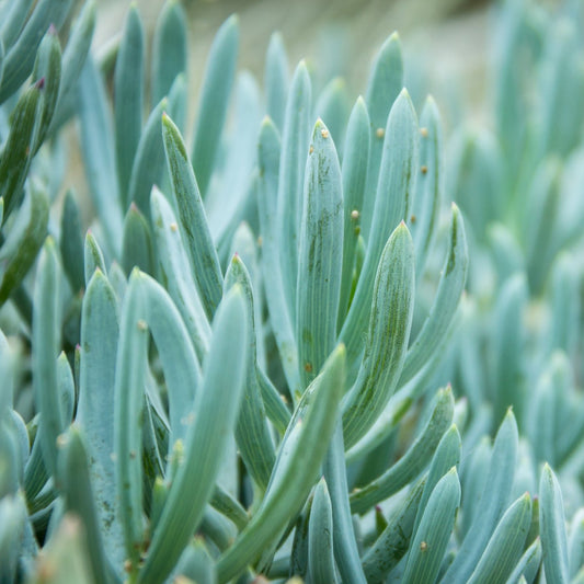 Senecio Blue Chalk Sticks (Pre-Order)