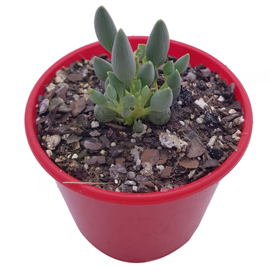 Senecio Citriformis 80mm -Add Cascading Elegance to Your Space