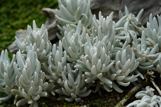 Senecio Haworthii (Cocoon Plant" or "Woolly Senecio) 80mm
