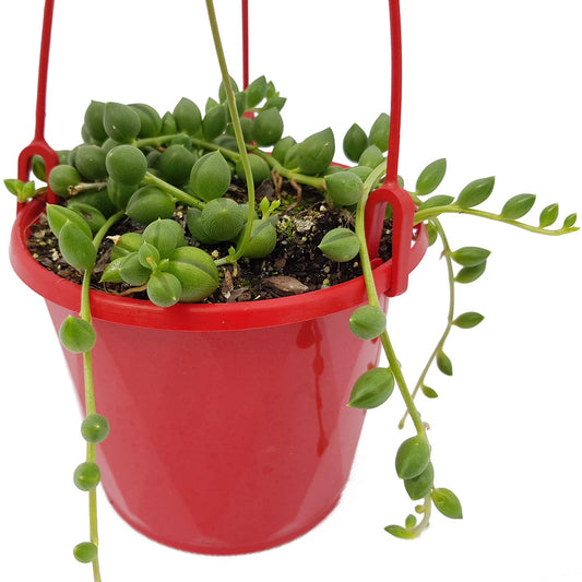 Senecio - String of Lanterns 130mm