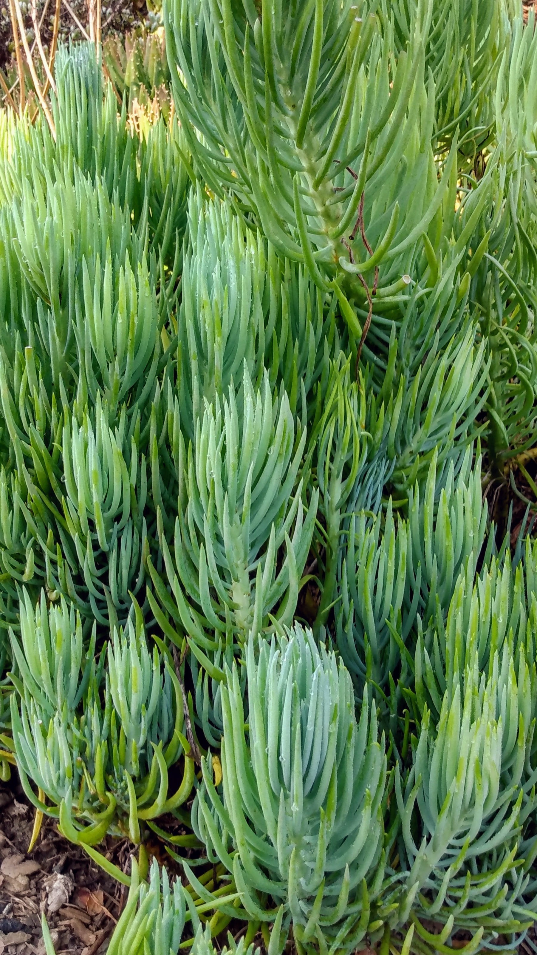 thin leaf succulent Buy Senecio Talinoides Cutting