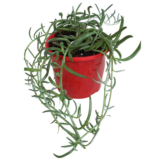 Senecio - String of Bananas - Hanging Plants