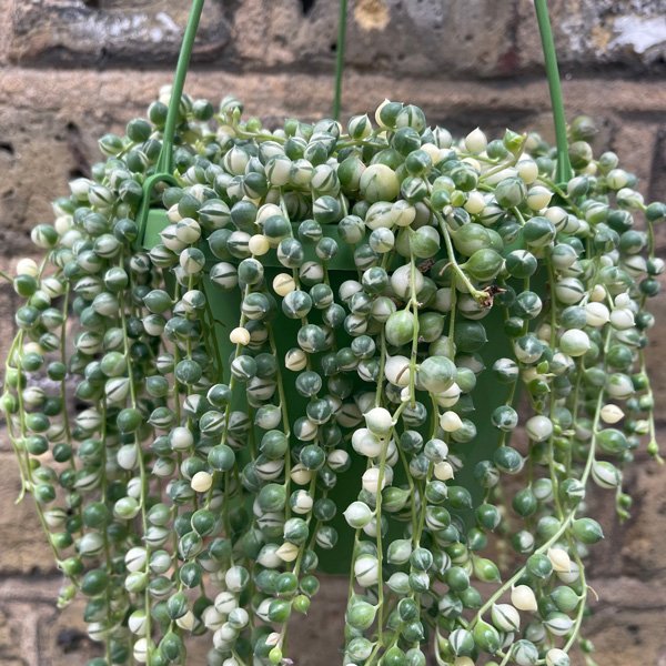 variegated pearls succulent Buy String of Pearls Variegated