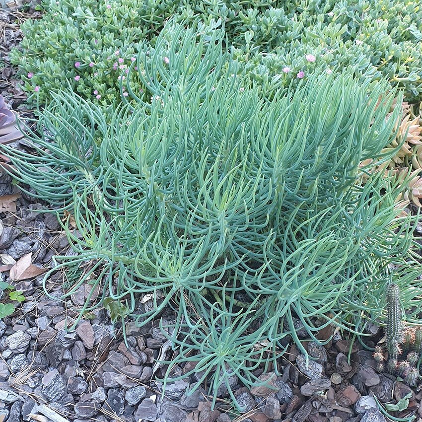 chalk sticks succulent Senecio talinoides