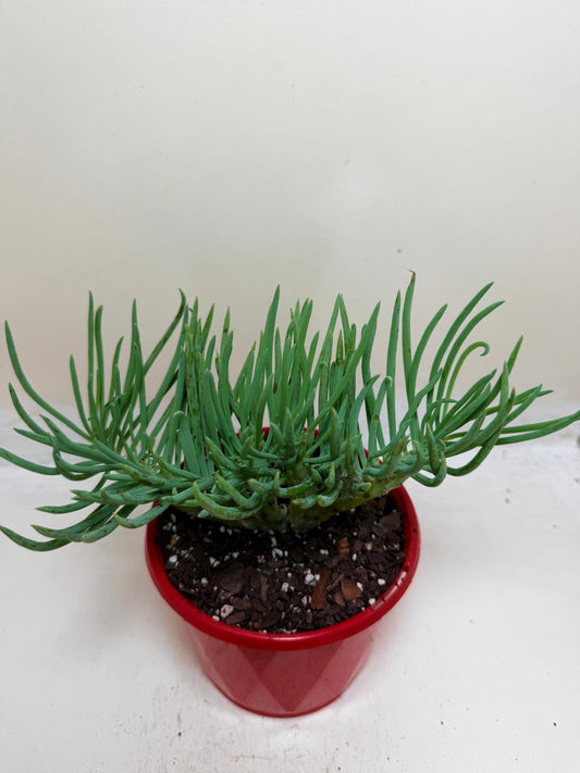 Senecio Talinoides Mermaids Tail #107