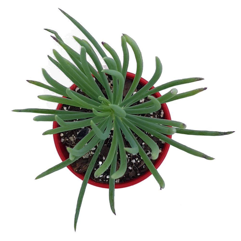 Senecio Talinoides - Narrow Leaf Chalk Stick - Cutting
