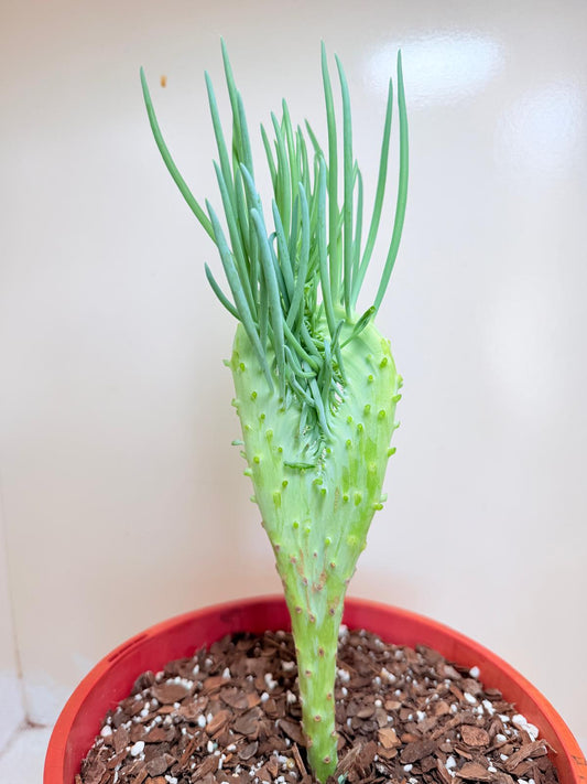 Senecio Talinoides Mermaids Tail #403