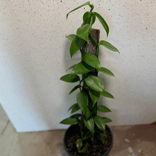 Vanilla Planifolia