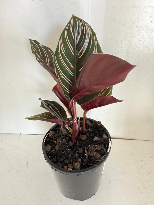 Calathea Ornata-100mm