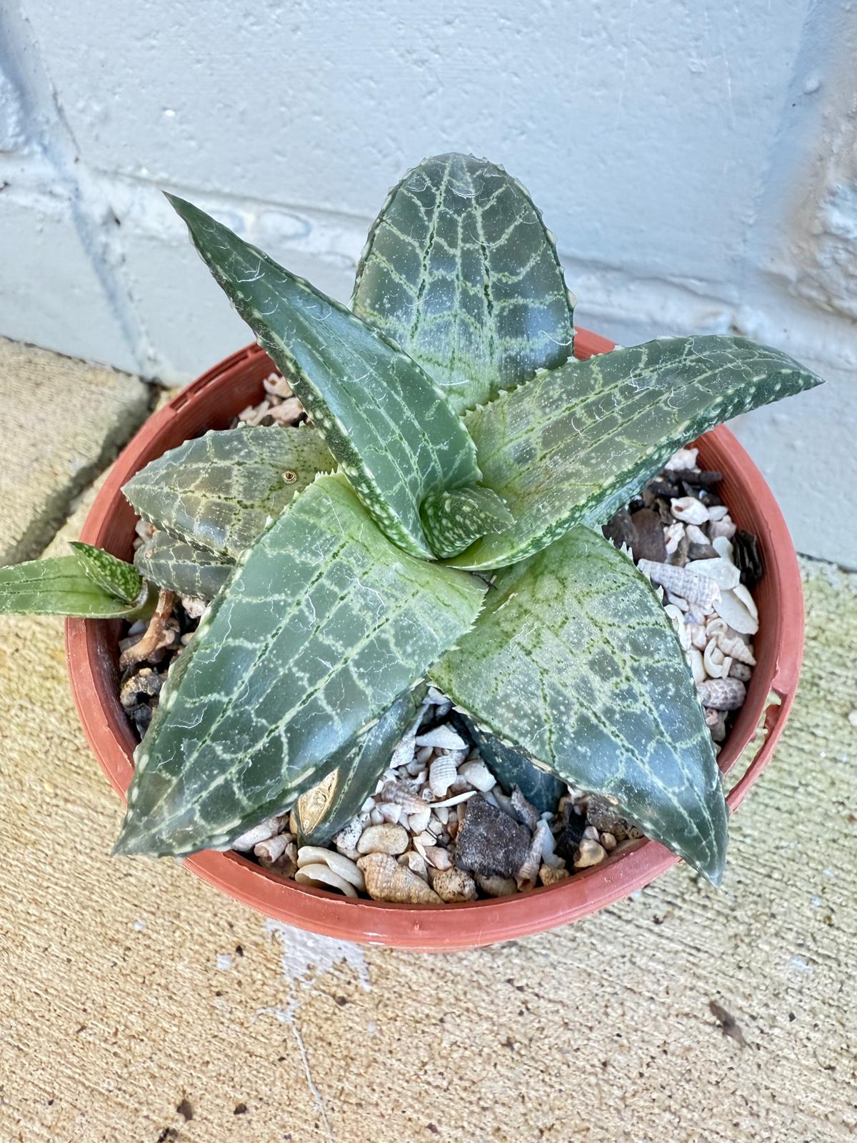 Haworthia Venosa Silver Leaf #86 - Stunning Indoor Succulent