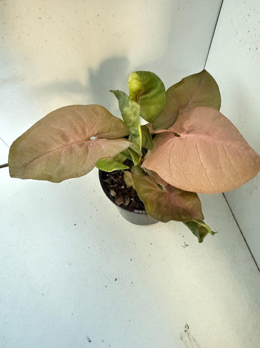 Syngonium Neon -100mm Pot Size Plant- Bare Root