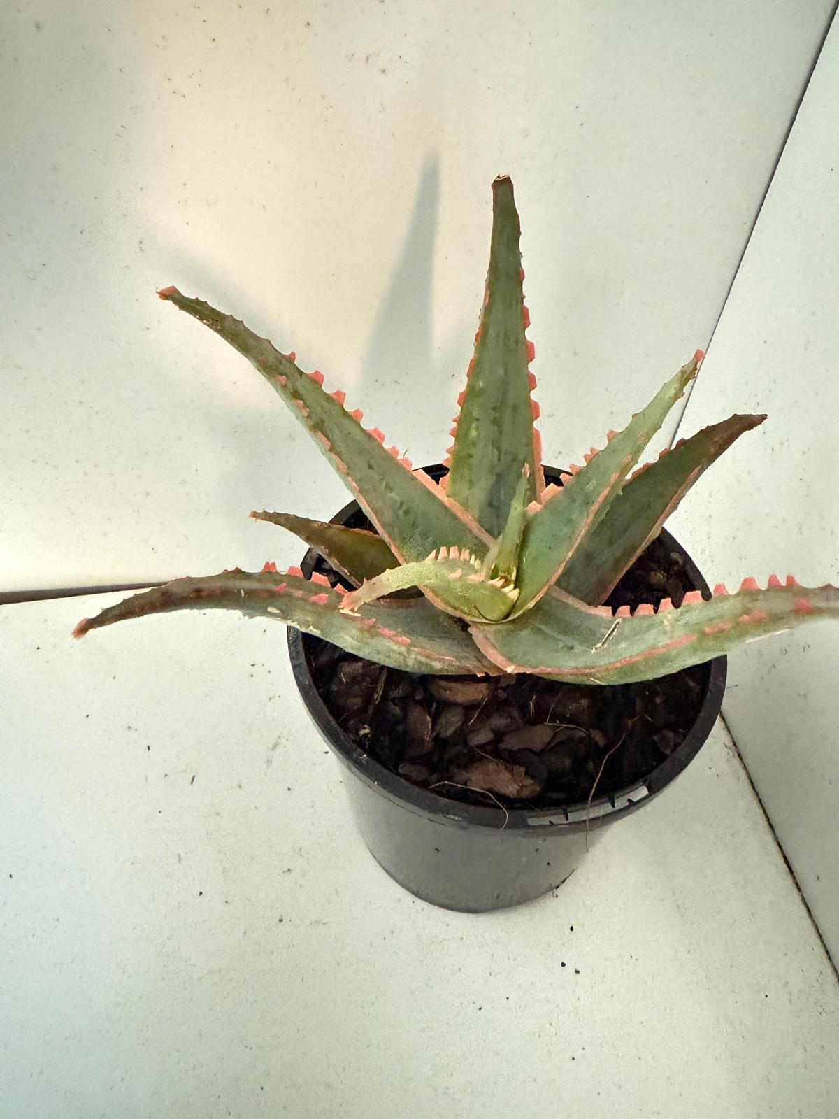 Aloe Orange Glow - 100mm